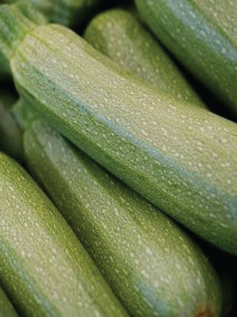ZUCCHINI SQUASH SEEDS<br>بذور الكوسا