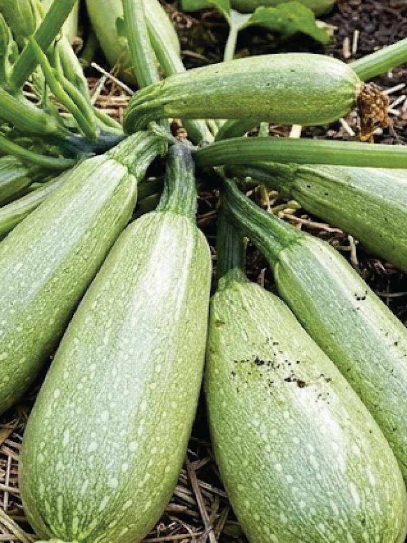 ZUCCHINI SQUASH SEEDS<br>بذور الكوسا