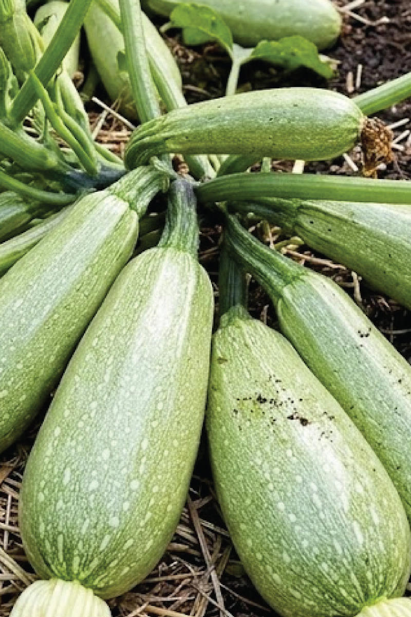 ZUCCHINI SQUASH SEEDS<br>بذور الكوسا