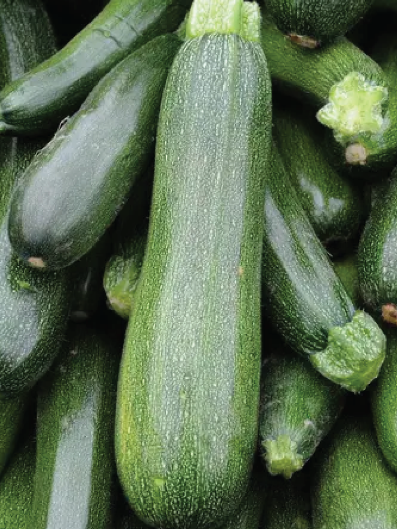 ZUCCHINI SQUASH SEEDS<br>بذور الكوسا
