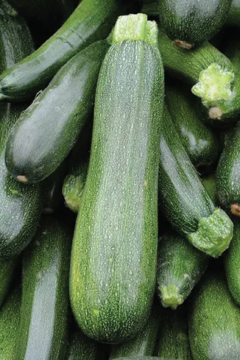 ZUCCHINI SQUASH SEEDS<br>بذور الكوسا