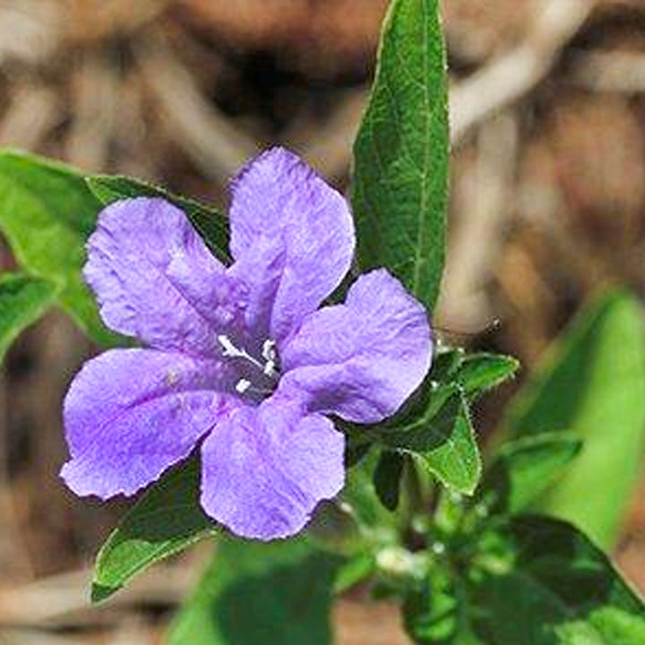 RUELLIA FLOWER