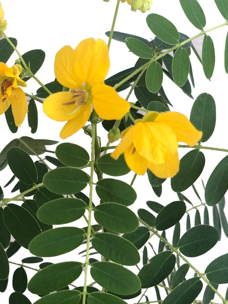 CASSIA Plant