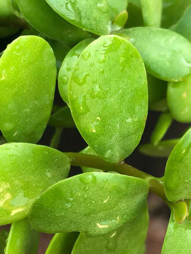 AFRA PLANT - ELEPHANT BUSH