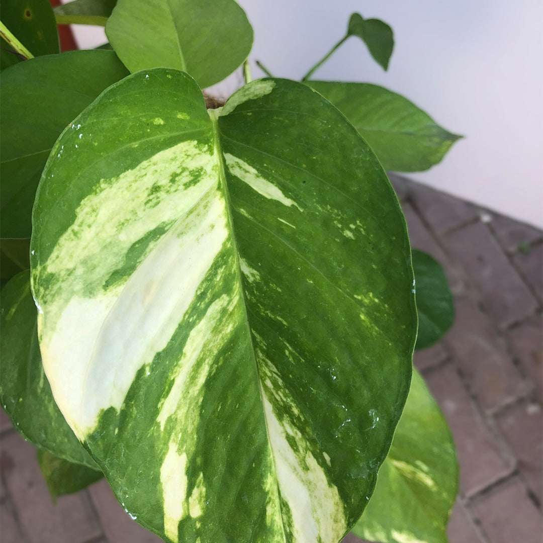 Large Money Plant