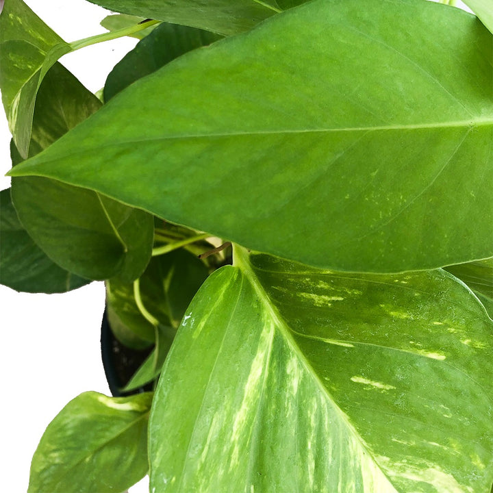 Pothos Plant 