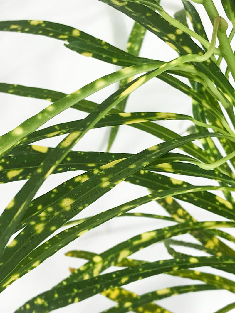 Aureo Plant - Croton Live Plant 