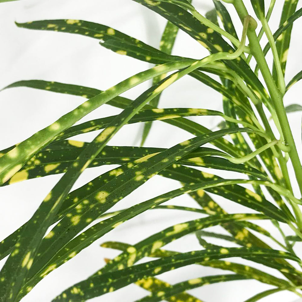 Aureo Plant - Croton Live Plant 