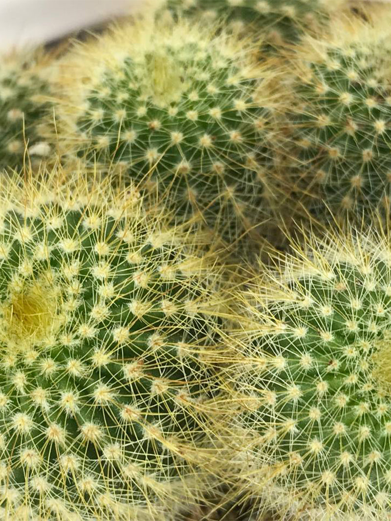 Parodia Leninghausii Cactus 