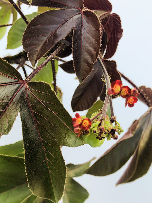 Jatropha Gossypiifolia (Bellyache Bush) Buy Plant
