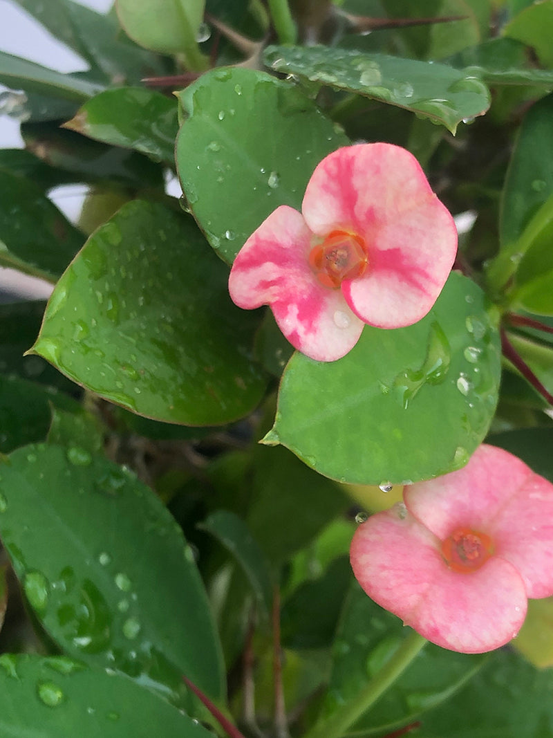 EUPHORBIA PLANT - CROWN OF THRONS