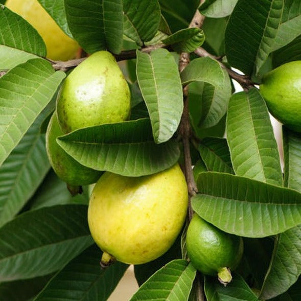 GUAVA TREE 