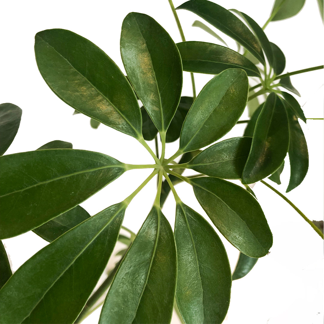 DWARF UMBRELLA TREE