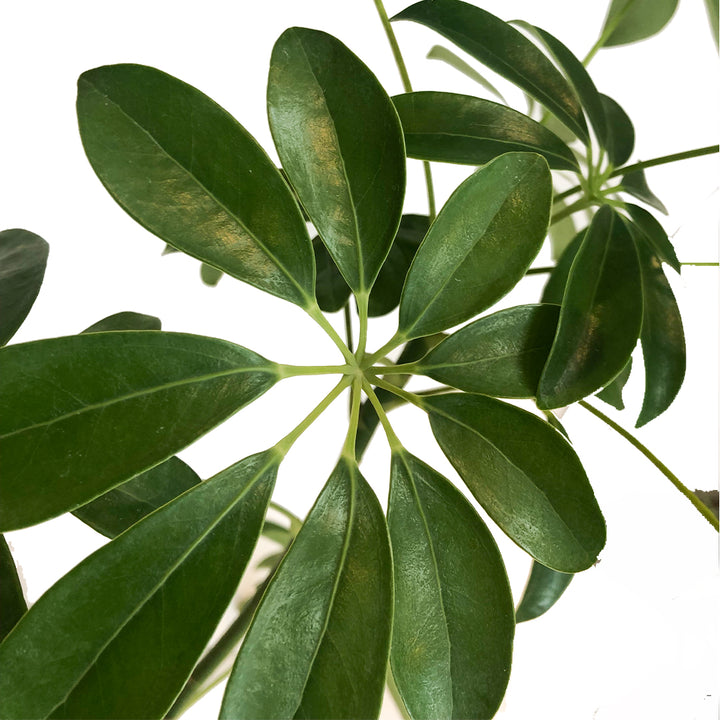 DWARF UMBRELLA TREE