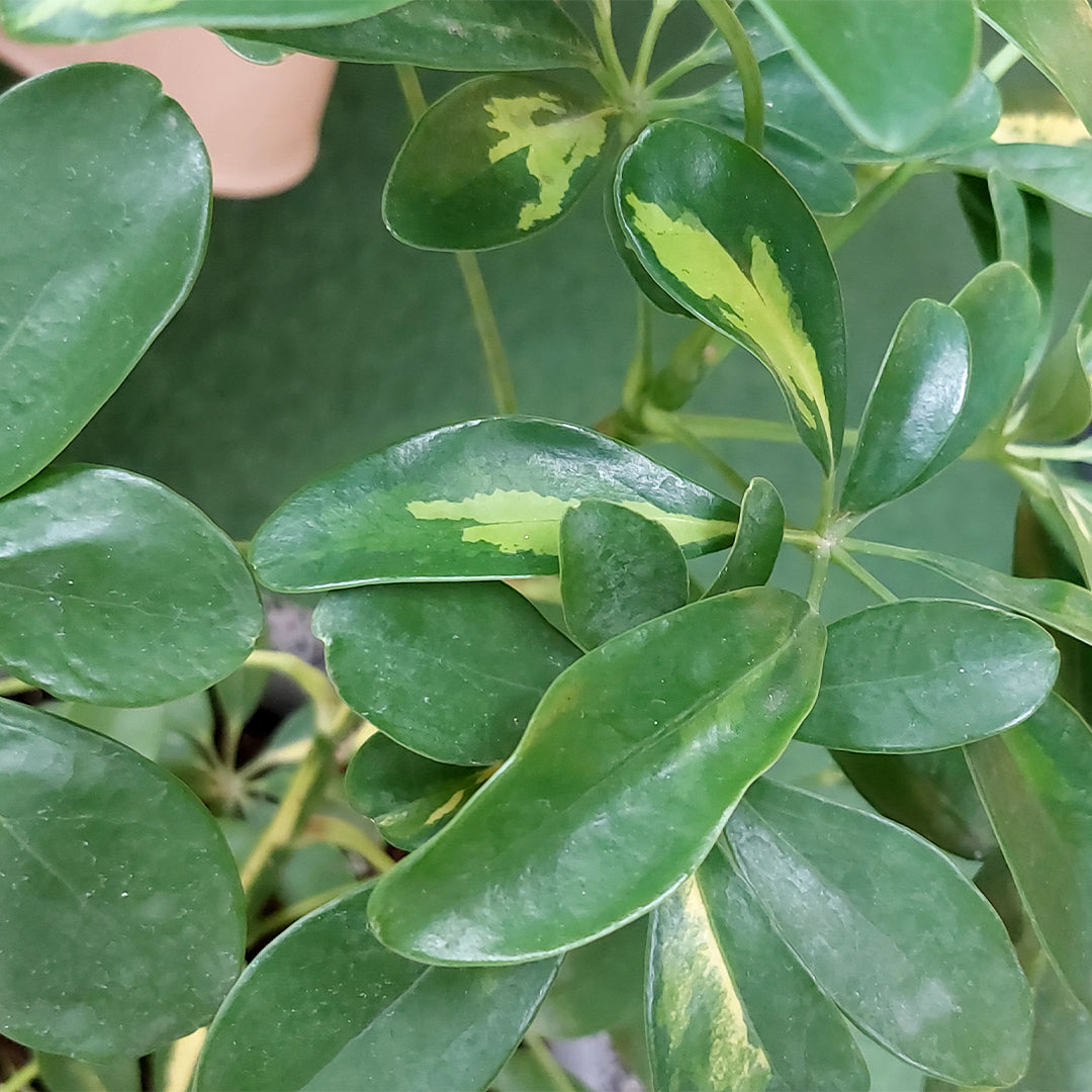 DWARF UMBRELLA TREE