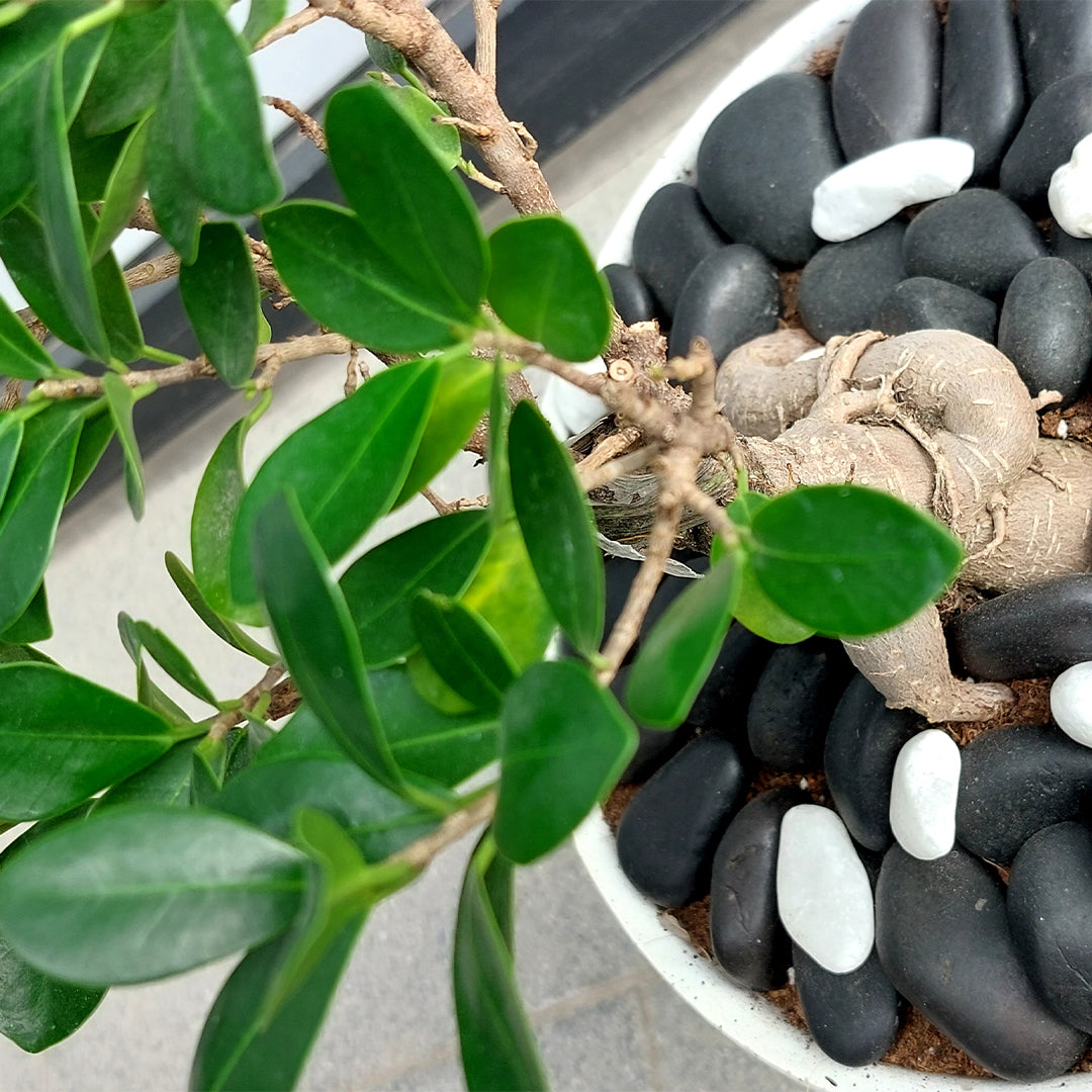 Best Indoor Bonsai